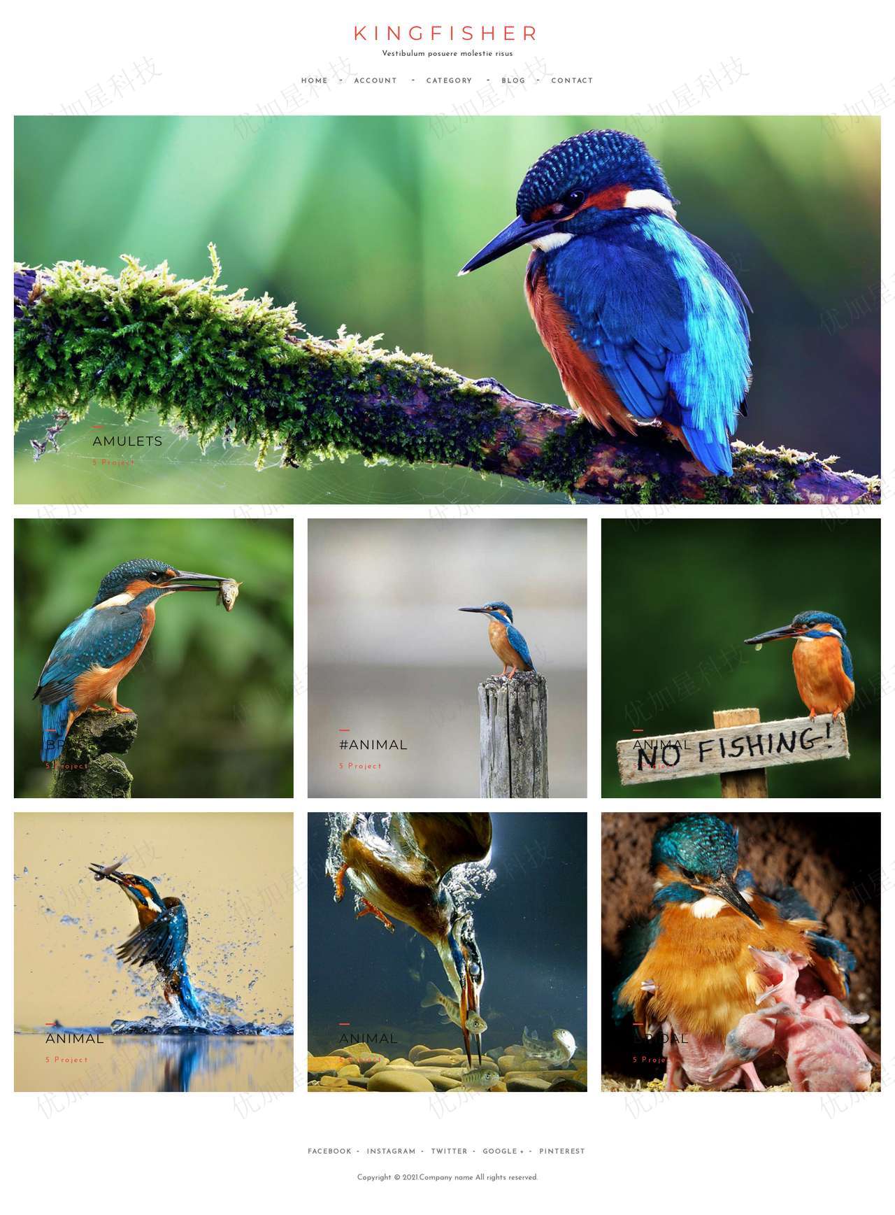 绿色经典鸟类摄影作品展示网站模板_优加星网络科技